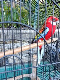 ucelli con gabbia
