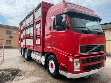 Trasporto bestiame animali vivi