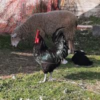 Galli brahan e marans
