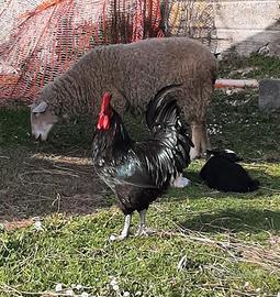 Galli brahan e marans