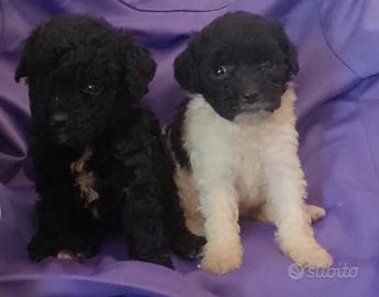 Cuccioli di barboncino nano