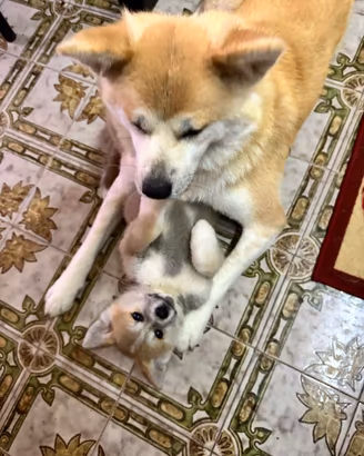 Cucciola Akita inu,genetica campione di bellezza?