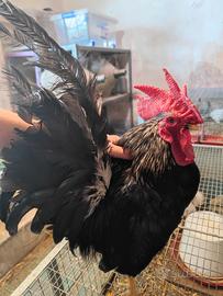 Gallo Chabo Nagasaki collo argento o nero