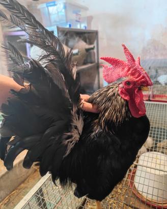 Gallo Chabo Nagasaki collo argento o nero