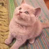 Principesse Lilac figlie di British Shorthair
