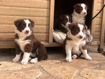 Cucciolata Border Collie - Pastore Australiano