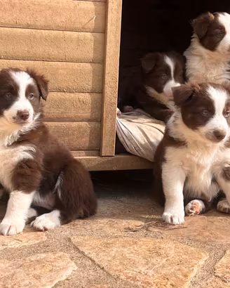 Cucciolata Border Collie - Pastore Australiano