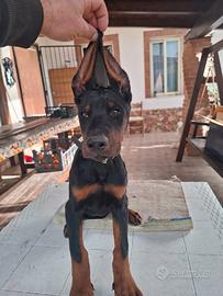 Cuccioli di dobermann