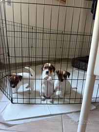 Cuccioli di Jack Russel con Pedigree ENCI