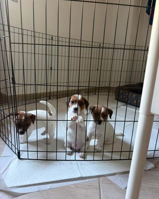 Cuccioli di Jack Russel con Pedigree ENCI