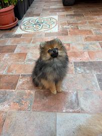 Cucciolo di Spitz di Pomerania