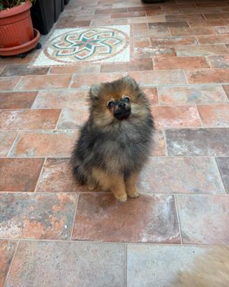 Cucciolo di Spitz di Pomerania