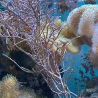 Pinnigorgia pink - Gorgonia rosa