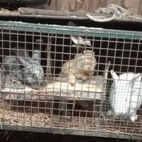 Anatre conigli e galli