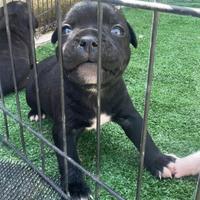 Staffordshire bull terrier