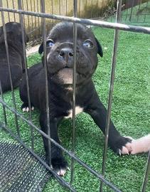 Staffordshire bull terrier
