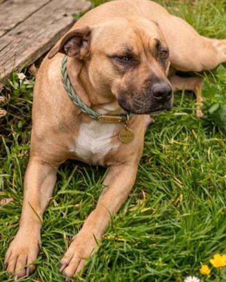 LAIKA: 4 anni, un passato in catena ma un cuore d'