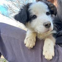 Cucciolo maschio border collie