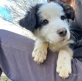 Cucciolo maschio border collie