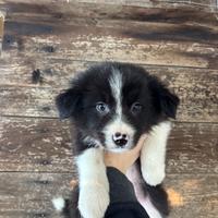 Cuccioli di Border Collie