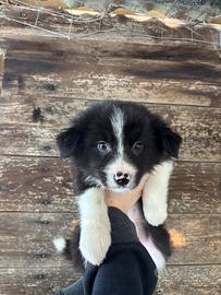 Cuccioli di Border Collie