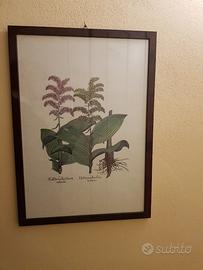 Stampe botaniche