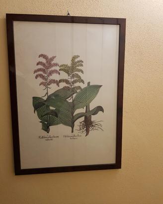 Stampe botaniche
