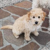 Cucciolo barboncino nano