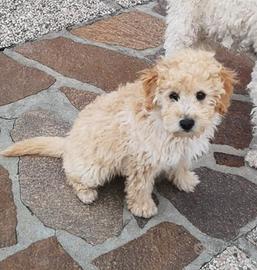 Cucciolo barboncino nano