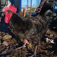 Gallo australorp nero