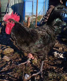 Gallo australorp nero