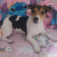 Jack russell terrier 9 mesi di razza pura