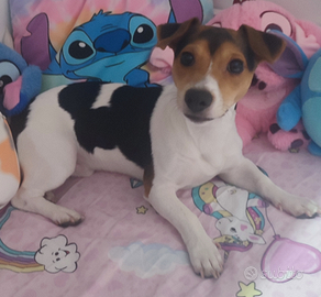 Jack russell terrier 9 mesi di razza pura