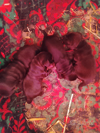 Cuccioli cocker della valle