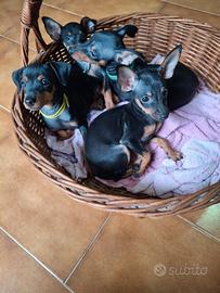 Cuccioli maschi di pinscher nano nero focato