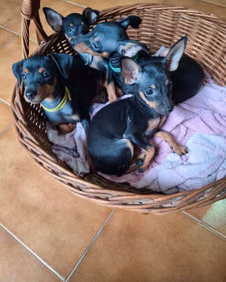 Cuccioli pinscher nano nero focato