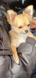 Chihuahua maschio per monta