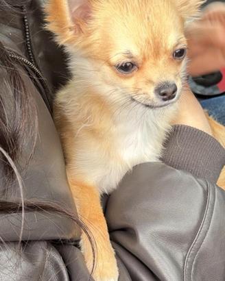 Chihuahua maschio per monta