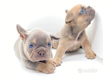 Bulldog francese