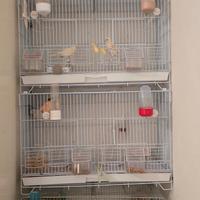 Splendidi Canarini Cantori