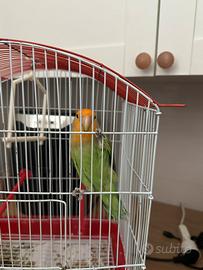 Inseparabile