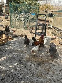 Galli galline e pulcini
