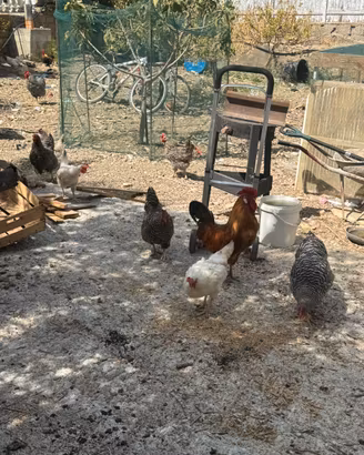 Galli galline e pulcini