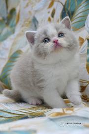 BRITISH Shorthair cucciola