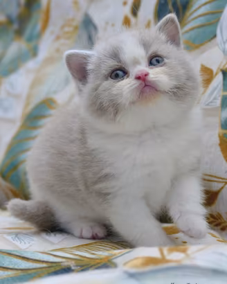 BRITISH Shorthair cucciola