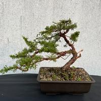 Bonsai