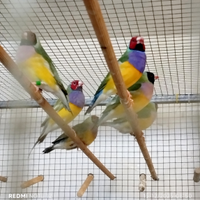 Diamanti di Gould