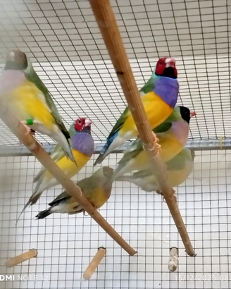 Diamanti di Gould