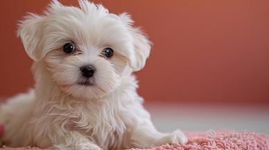 MALTESE & MALTESI CUCCIOLI maschi e femmine