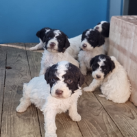 Cuccioli di lagotto romagnolo